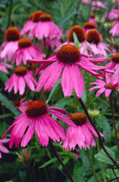 Echinacea purpurea ‘Kims Knee High’