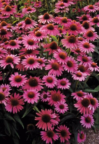 Echinacea purpurea &lsquo;Magnus Superior&rsquo;