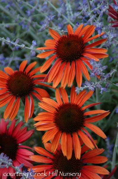 Echinacea ‘Sundown (tm Big Sky Series)’