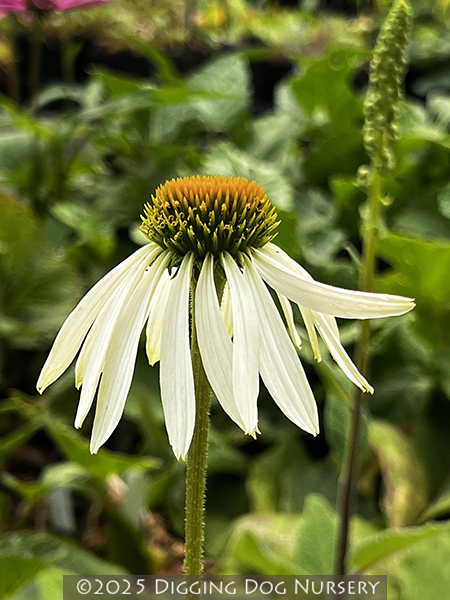 Echinacea purpurea White Swan