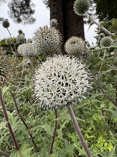 Echinops sphaerocephalus Arctic Glow