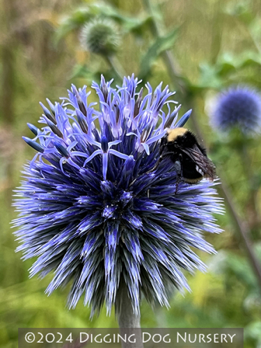 Echinops bannaticus ‘Blue Glow’