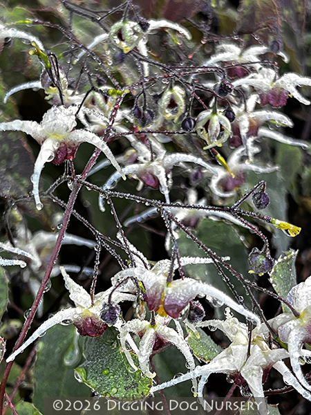 Epimedium ‘Domino’