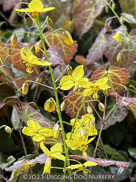 Epimedium perralchicum ‘Frohnleiten’