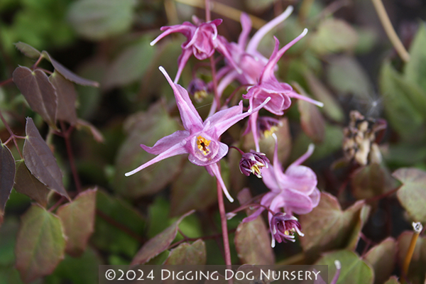 Epimedium grandiflorum ‘Lilafee’