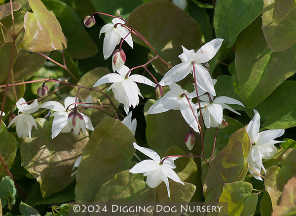 Epimedium youngianum ‘Niveum’