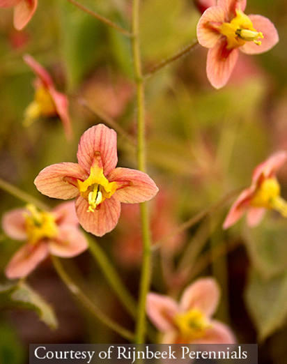 Epimedium warleyense &lsquo;Orange Queen&rsquo;