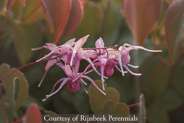Epimedium grandiflorum ‘Pierre�s Purple’