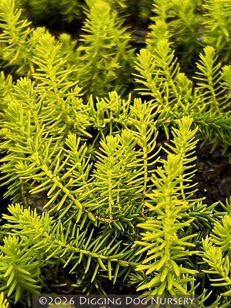 Erica erigena f. aureifolia Golden Lady