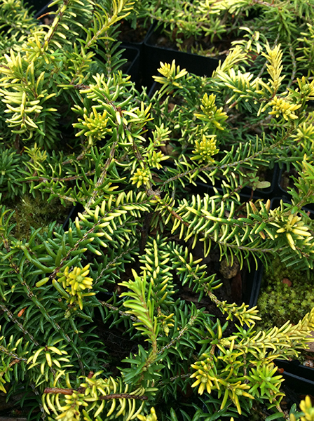 Erica carnea &lsquo;Golden Starlet&rsquo;