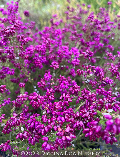 Erica cinerea ‘Purple Beauty’