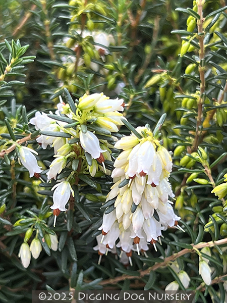 Erica carnea ‘Springwood White’