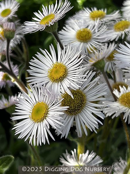 Erigeron pulchellus &lsquo;Lynnhaven Carpet&rsquo;