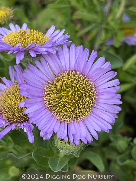 Erigeron glaucus ‘Wayne Roderick’
