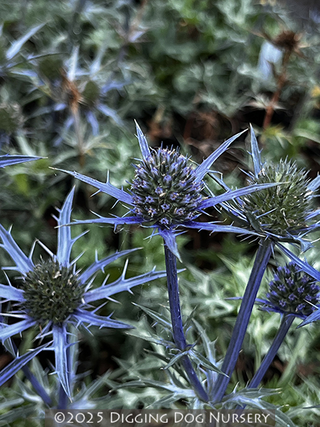 Eryngium bourgatii ‘Lapis Blue’