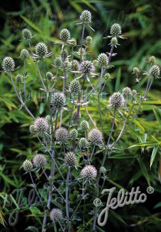 Eryngium planum Silver Salentino