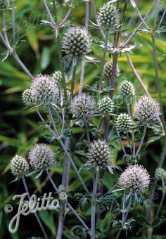 Eryngium planum White Glitter