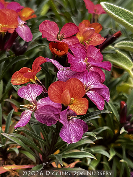 Erysimum ‘Wenlock Beauty’