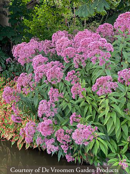 Eupatorium maculatum &lsquo;Gateway&rsquo;