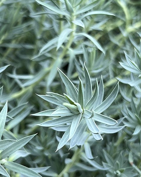 Euphorbia Acid Wash