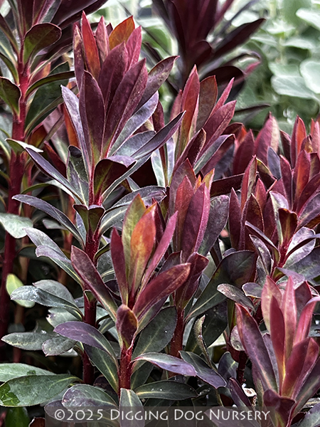 Euphorbia ‘Blackbird’