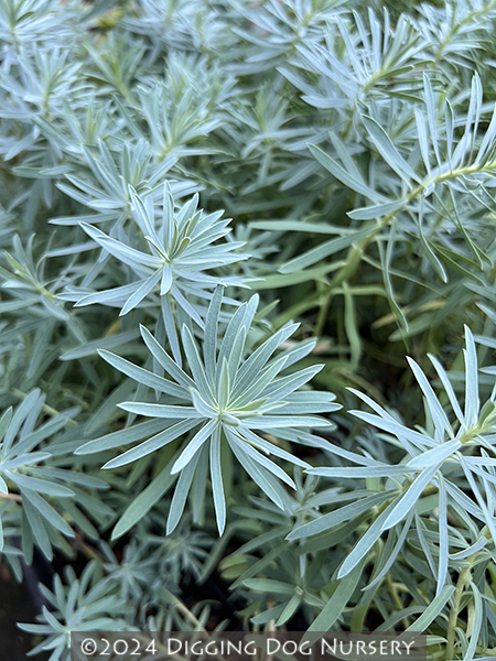 Euphorbia ‘Copton Ash’