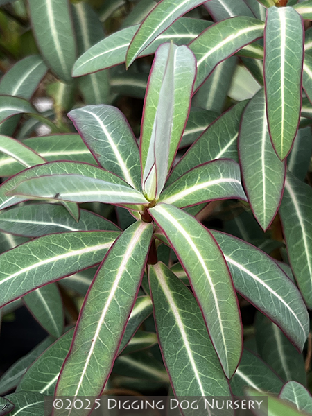 Euphorbia Excalibur