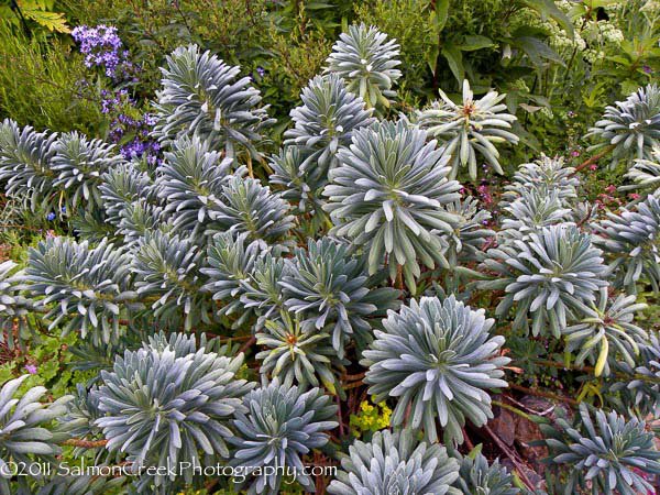 Euphorbia characias ssp. wulfenii ‘John Tomlinson’