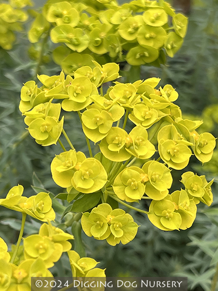 Euphorbia ‘Limewall’
