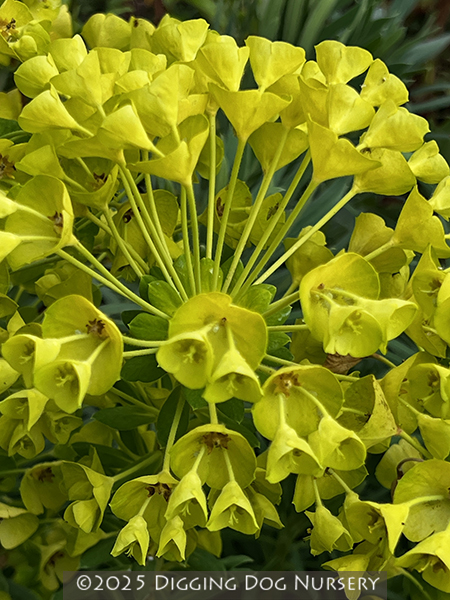 Euphorbia characias