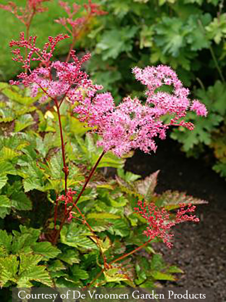 Filipendula ‘Kahome’