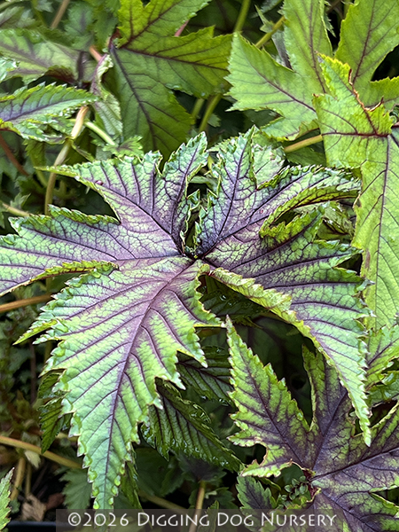 Filipendula ‘Red Umbrellas’