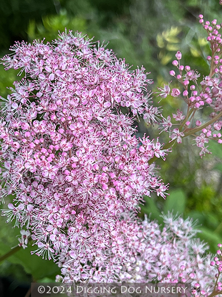 Filipendula rubra ‘Venusta’