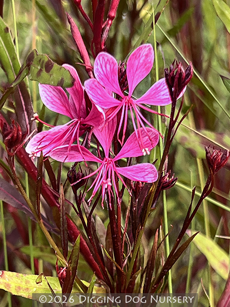 Gaura lindheimeri ‘Pink Cloud’