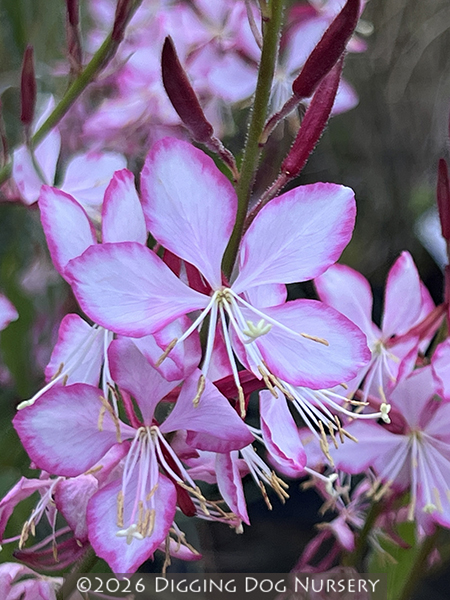 Gaura lindheimeri ‘Rosy Jane’