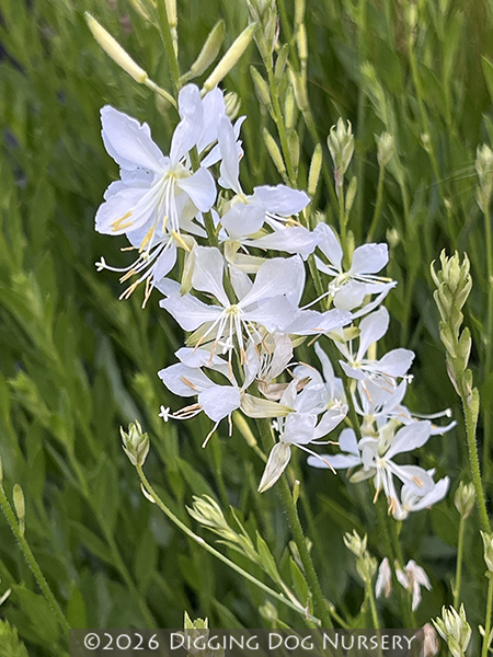 Gaura lindheimeri ‘So White’