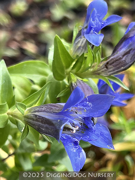 Gentiana septemfida ‘Select’