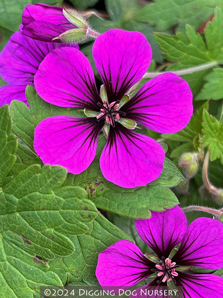Geranium ‘Anne Thomson’