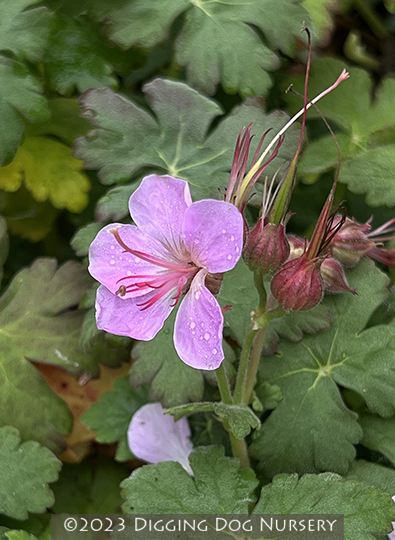 Geranium macrorrhizum &lsquo;Bevans Variety&rsquo;
