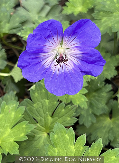 Geranium wallichianum ‘Buxtons Variety’