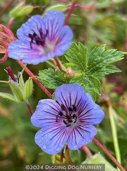 Geranium wallichianum ‘Crystal Lake’