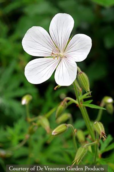Geranium clarkei ‘Kashmir White’