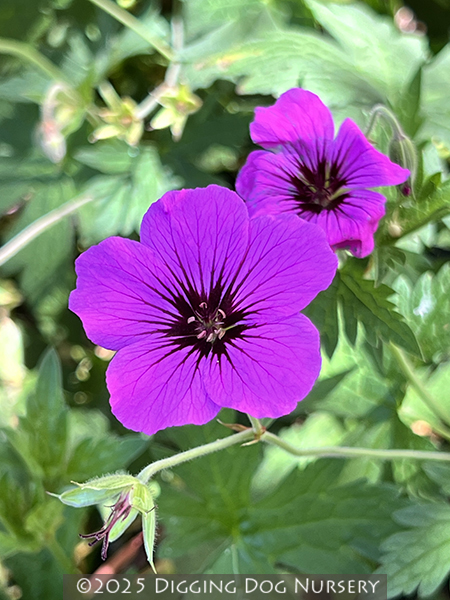 Geranium &lsquo;Patricia&rsquo;
