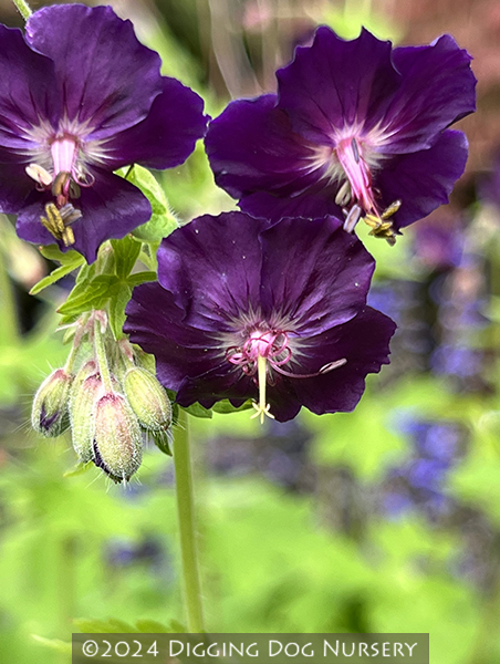 Geranium phaeum ‘Raven’