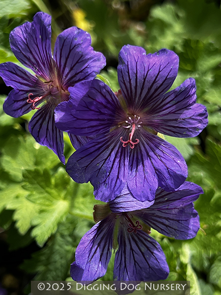 Geranium magnificum ‘Rosemoor’