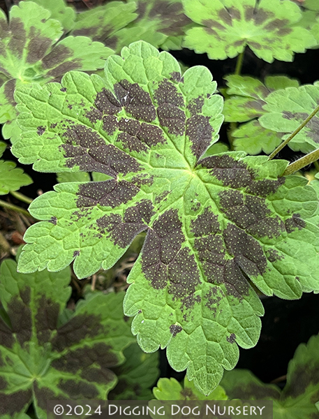 Geranium phaeum ‘Samobor’