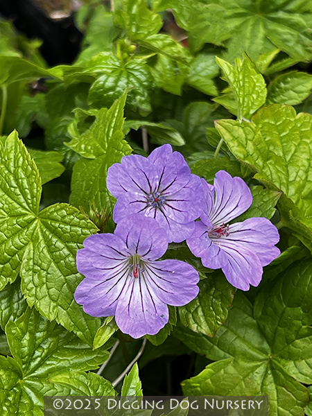 Geranium nodosum &lsquo;Svelte Lilac&rsquo;