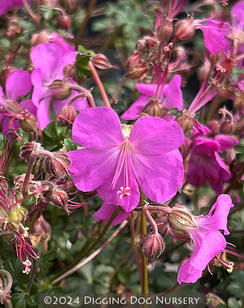 Geranium x cantabrigiense &lsquo;Westray&rsquo;