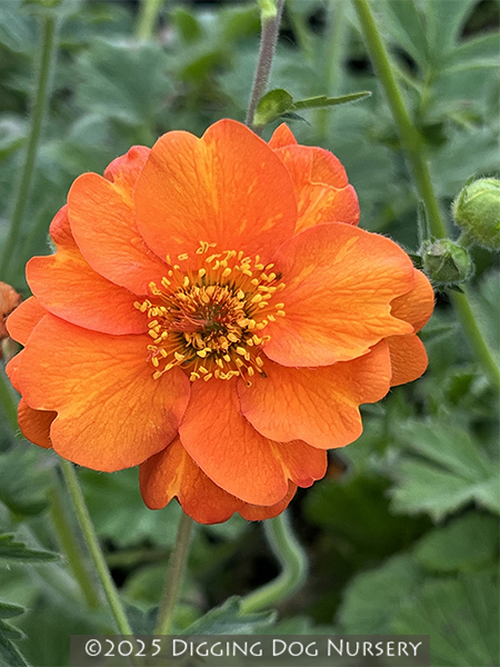 Geum &lsquo;Prinses Juliana&rsquo;