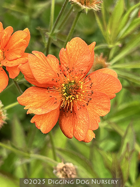 Geum &lsquo;Starkers Magnificum&rsquo;